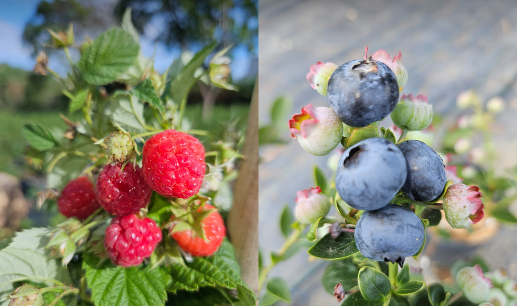 Mudas de mirtilo e framboesa expostas na Feira Borogodó em Campo Grande.