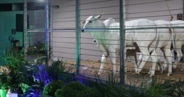 Momento de lance durante um leilão de genética bovina na Expogenética MS 2025, em Campo Grande