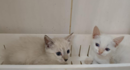 Gatinhos filhotes disponíveis para adoção durante feira organizada pela ONG Amicats em Campo Grande