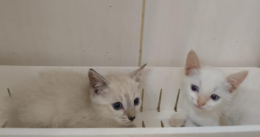 Gatinhos filhotes disponíveis para adoção durante feira organizada pela ONG Amicats em Campo Grande