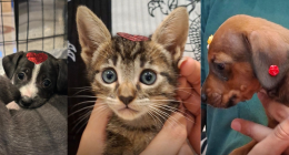 Cães e gatos a espera de adoção em ação no Bosque dos Ipês