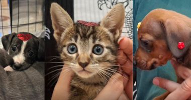 Cães e gatos a espera de adoção em ação no Bosque dos Ipês