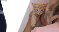 família segura gato adotado durante campanha de adoção promovida pela Dog in Box em ambiente pet