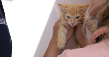 família segura gato adotado durante campanha de adoção promovida pela Dog in Box em ambiente pet