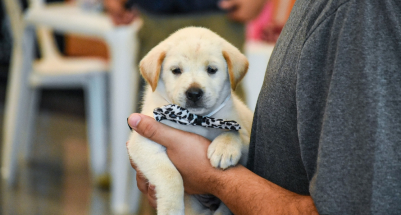 Pet pronto para ser adotado durante a ultima feira de adoção realizada no Bosque dos Ipês