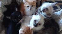 Gatos resgatados pela ONG Amicats aguardam adoção durante feira realizada na Cobasi, em Campo Grande.