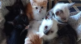Gatos resgatados pela ONG Amicats aguardam adoção durante feira realizada na Cobasi, em Campo Grande.