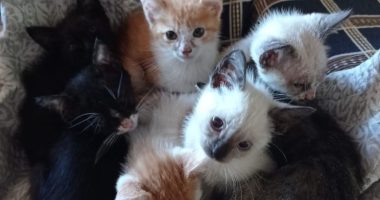 Gatos resgatados pela ONG Amicats aguardam adoção durante feira realizada na Cobasi, em Campo Grande.