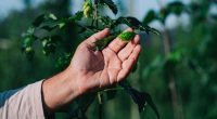 Plantação de lúpulo cultivada pelo Grupo Petrópolis utilizada em projeto de pesquisa premiado na Copa Brasileira de Lúpulo 2026.