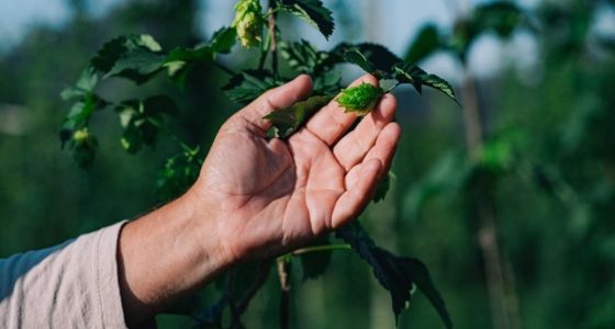 Plantação de lúpulo cultivada pelo Grupo Petrópolis utilizada em projeto de pesquisa premiado na Copa Brasileira de Lúpulo 2026.