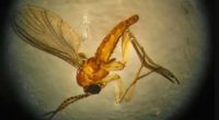 Mosquito Aedes aegypti, transmissor da dengue, doença cuja distribuição é influenciada pelas mudanças climáticas.