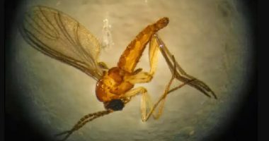 Mosquito Aedes aegypti, transmissor da dengue, doença cuja distribuição é influenciada pelas mudanças climáticas.